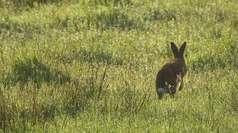 Springwatch S21E03 HDTV H264-RBB
