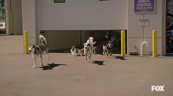Animal Control S05E03-HDTV-X264-NGP